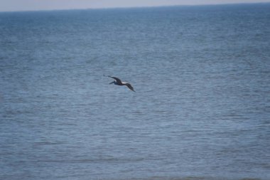 Kahverengi pelikan Atlantik Okyanusu üzerinde uçuyor