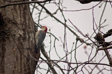 Kırmızı ibikli ağaçkakan yiyecek arıyor.