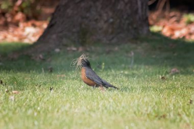 Robin yuva yapmak için ot buluyor.  