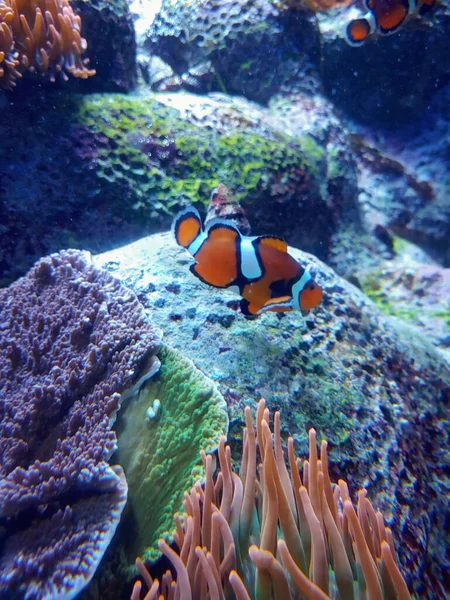 Pesce Pagliaccio Mare Colori — Foto Stock