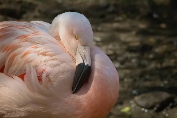 Flamingo şimdilik dinleniyor.