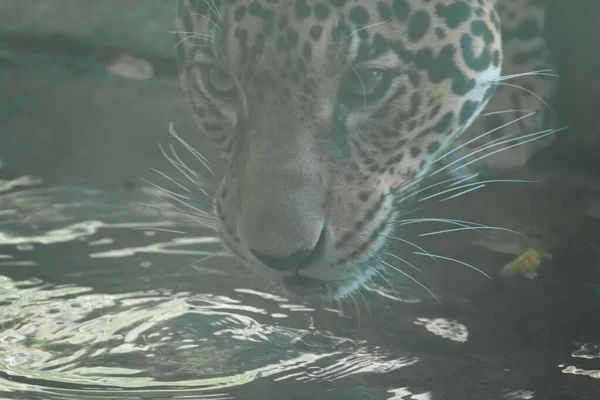 ジャガーが水を飲みに行くと — ストック写真
