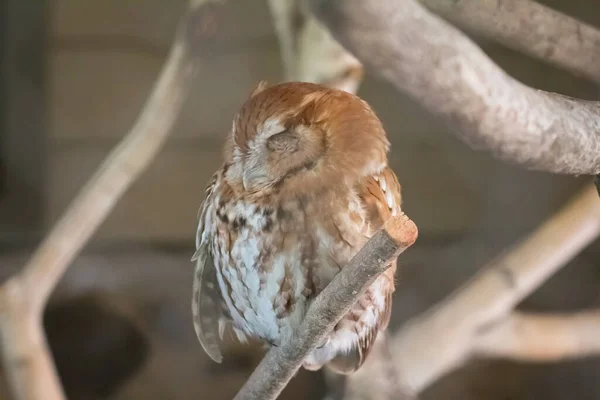 Dala tünemiş küçük baykuş