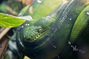 daldaki yeşil ağaç yılanı