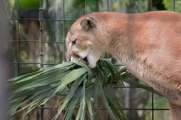 puma kahvaltısını götürüyor.