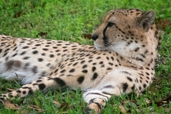 Cheetah Laying Yard — Stock Photo, Image