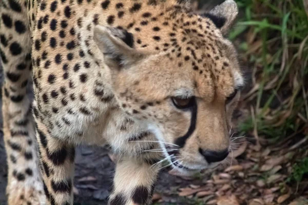 Cheetah Pacing Back Ound — ストック写真