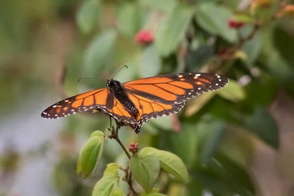 Mariposa Monarca Con Las Alas Extendidas — Foto de Stock