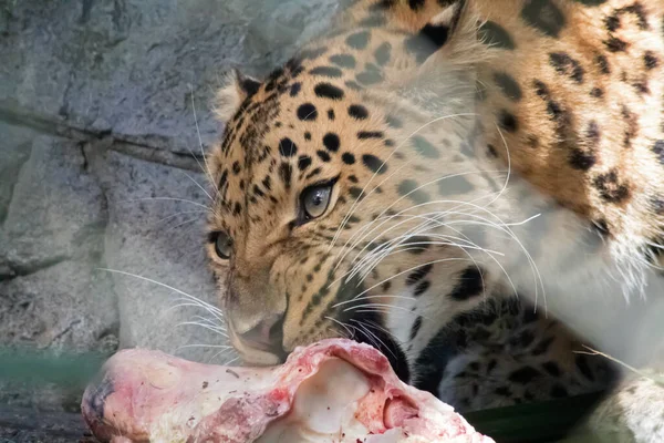 アムールヒョウは朝食を食べて — ストック写真