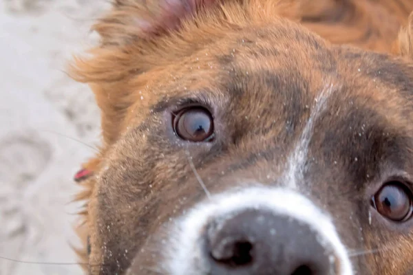 Sahilde yürüyen bir köpek yavrusu gibi.