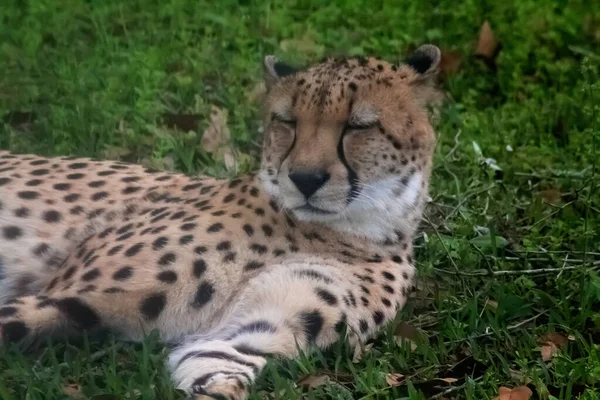 Guepardo Cerrando Los Ojos — Foto de Stock