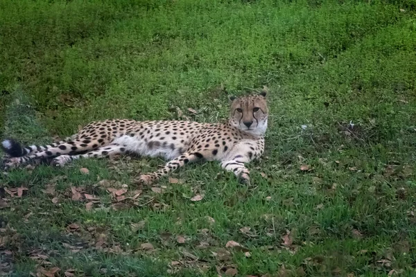 チーターは太陽の下で休んでる — ストック写真