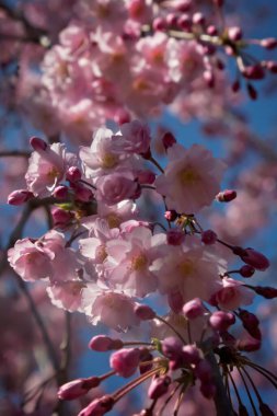 Pembe kiraz çiçekleri 