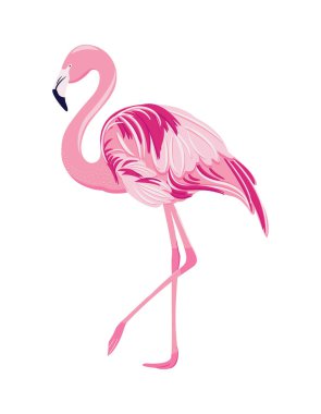 Pembe flamingo beyaz arkaplanda izole edildi.