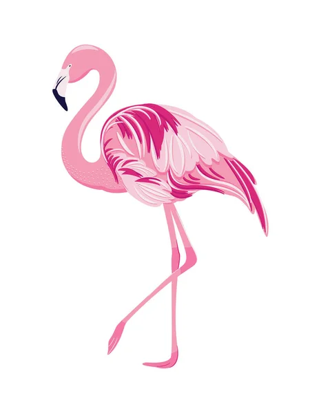 Розовый Фламинго Изолированы Белом Фоне — стоковый вектор