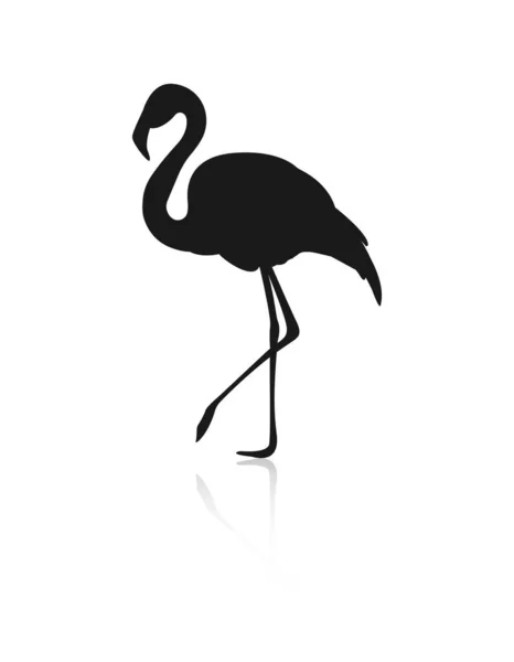 Flamingo Silueta Odrazem Izolováno Bílém Pozadí — Stockový vektor