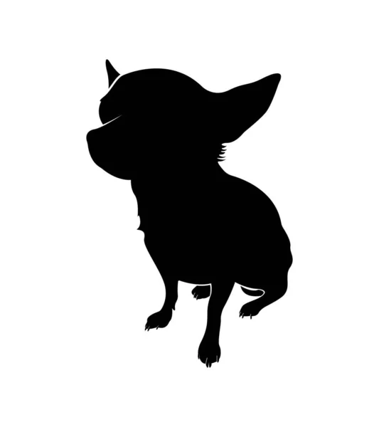 วาวา ขอบเขตส าของ Chihuahua แยกจากพ นหล ขาว — ภาพเวกเตอร์สต็อก