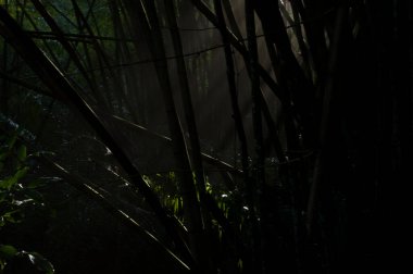 Güneş ışığı bir bambuyu süzer, ormanda bir yama yapar..