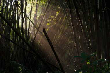 Gün doğumunda bambu tarlasından süzülen güneş ışığı.