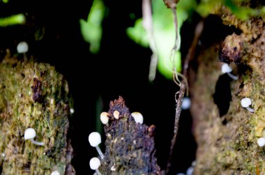 Ormandaki bir ağaç kütüğünde mantar tomurcuklanıyor..