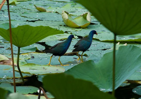 Dos Gallinules Púrpuras Caminan Través Almohadillas Lirio — Foto de Stock