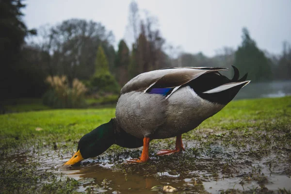 Pato Bebendo Muddy Puddle — Fotografia de Stock