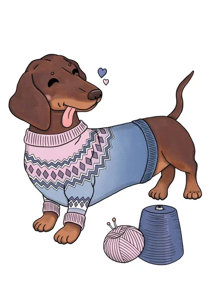 Cute dog - dachshund in knitted sweater, yarn