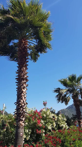 Marmaris Türkiye 'de güzel deniz