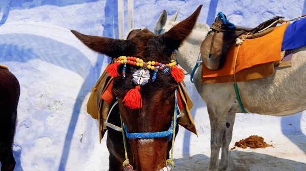 Resimli ve büyüleyici Santorini adası.