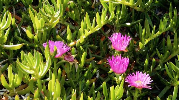 Mavi gökyüzü ve beyaz duvarları olan bir kilise manzarası. Yunan, Yunan.