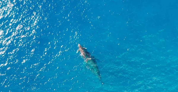 Jovem Mulher Biquíni Azul Nadando Água — Fotografia de Stock