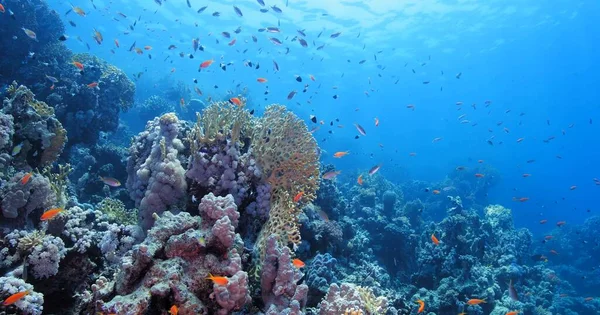 紅海の美しいサンゴ礁水中で — ストック写真