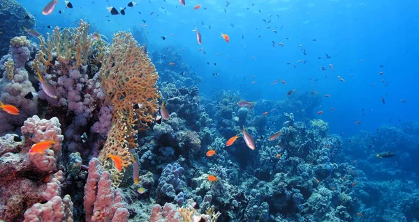 紅海のサンゴ礁は — ストック写真