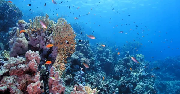 紅海のサンゴ礁水中で — ストック写真