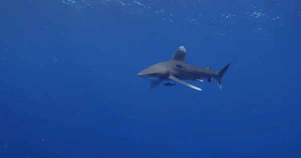 Tubarão Mar Azul — Fotografia de Stock