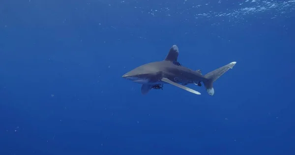 Shark Sea — Stock Photo, Image