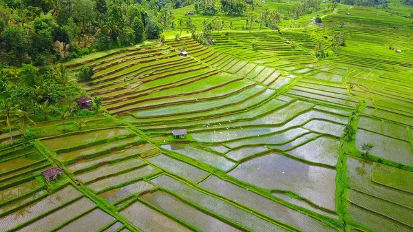 Çeltik tarlasında yeşil pirinç terasları, Vietnam
