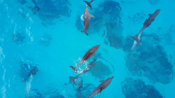 Schöner Unterwasserblick Eines Delfins Der Meer Schwimmt — Stockfoto