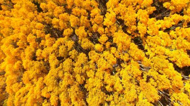 Bahçedeki güzel sarı çiçekler