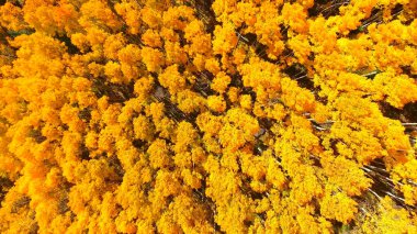 Bahçedeki güzel çiçekler