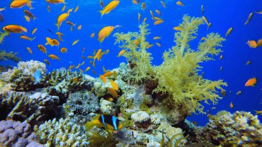 Balıklar kızıl denizde yüzer, Sharm el Sheikh