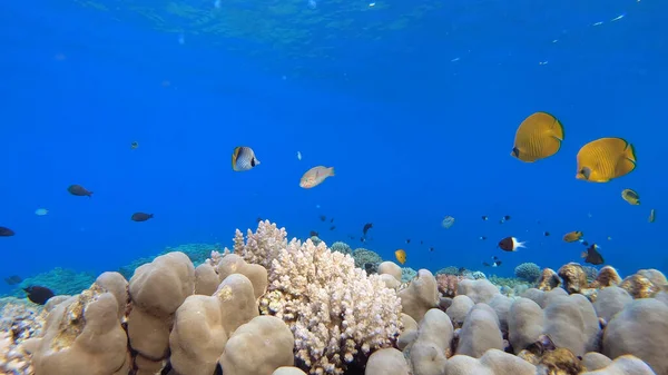 Coral Reef Blue Sea Egypt — ストック写真