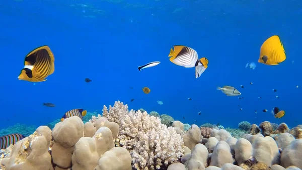 Beautiful Tropical Coral Fish Sea — ストック写真