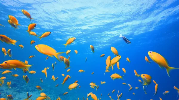 Beautiful Tropical Coral Reef Swimming Underwater Egypt — Fotografia de Stock