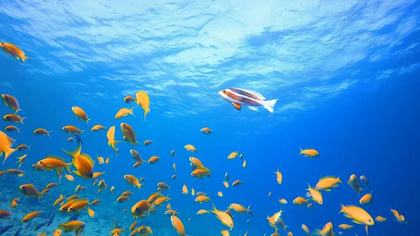 Underwater View Group Swimming Water — Fotografia de Stock