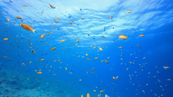 Underwater Photo Tropical Coral Reef Blue Sea — ストック写真