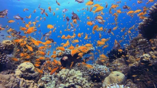 Fish Swimming Coral Reef Blue Sea — Fotografia de Stock