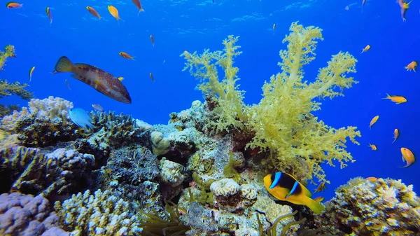 Coral Reef Red Sea — ストック写真