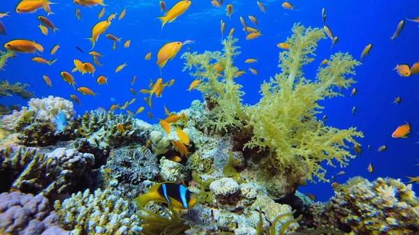 Fish Swim Red Sea Sharm Sheikh — ストック写真