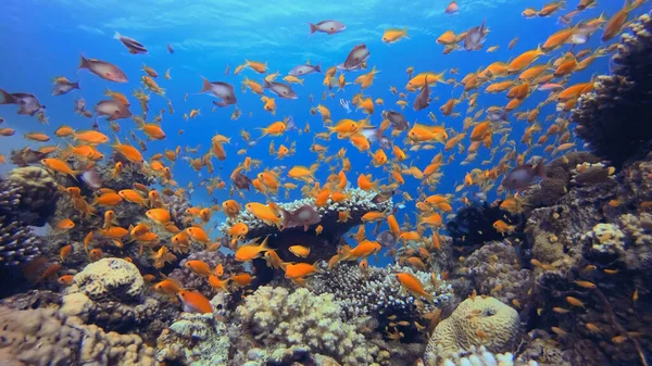 Mısır 'daki mercan resifinin sualtı fotoğrafı